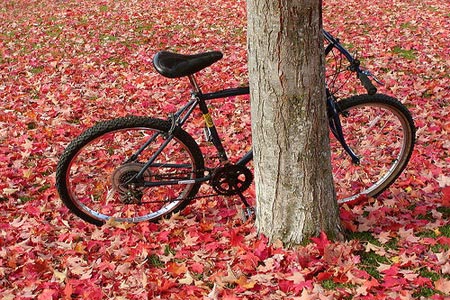 Große Herbstaktion: Viele Fahrrad-Modelle bis zu 50 Prozent reduziert